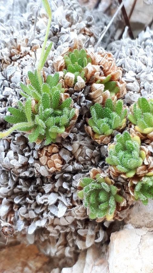 Saxifraga presolanensis — search result for 'Saxifraga'