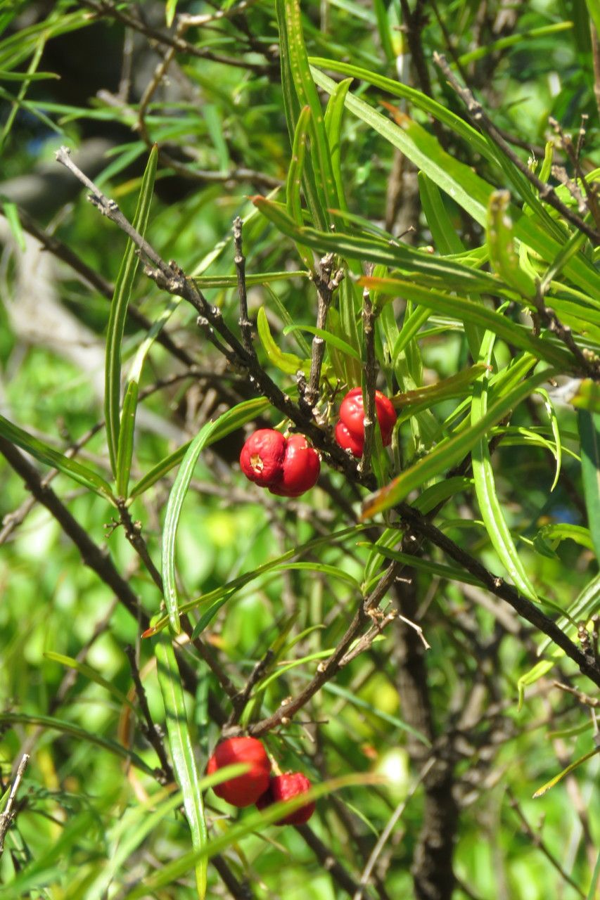 Malpighia linearis fruit