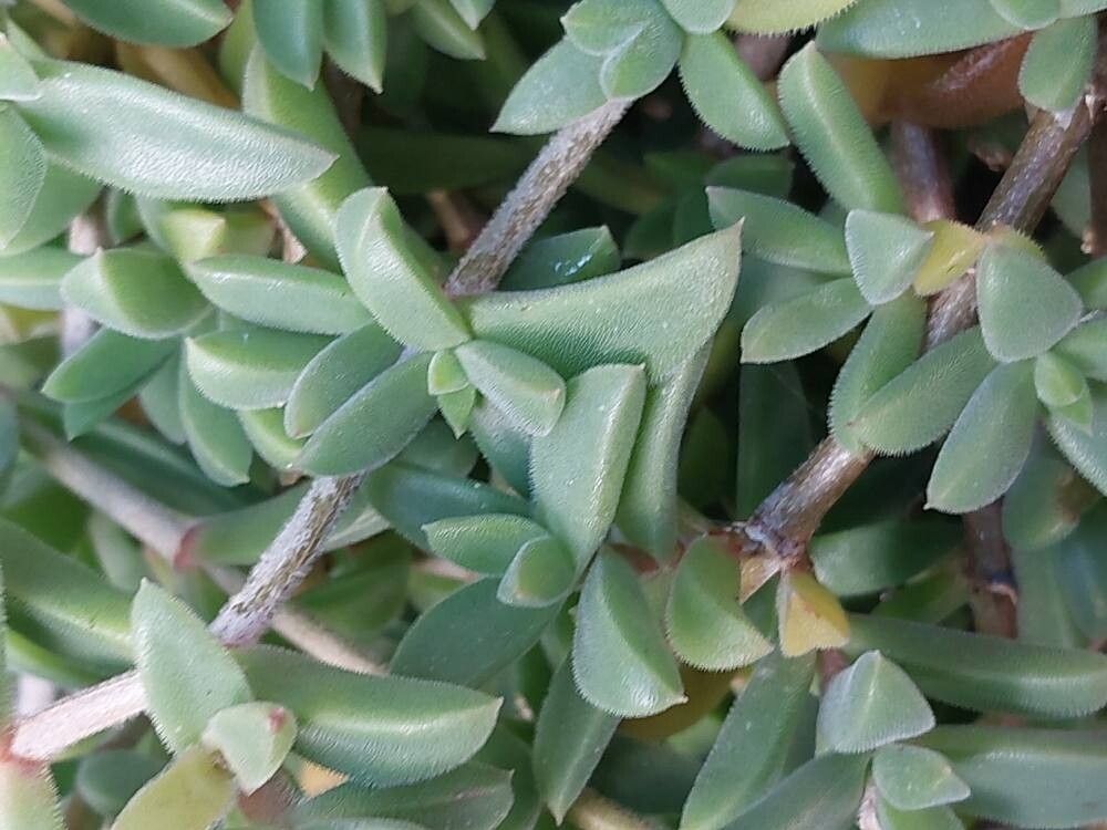 Delosperma vinaceum — houseplant care guide