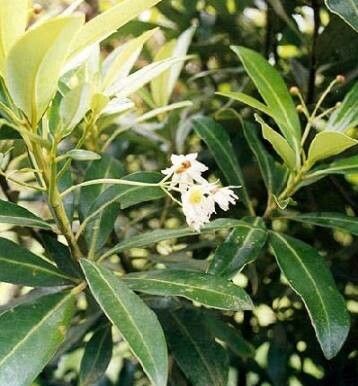 Drimys granadensis flower