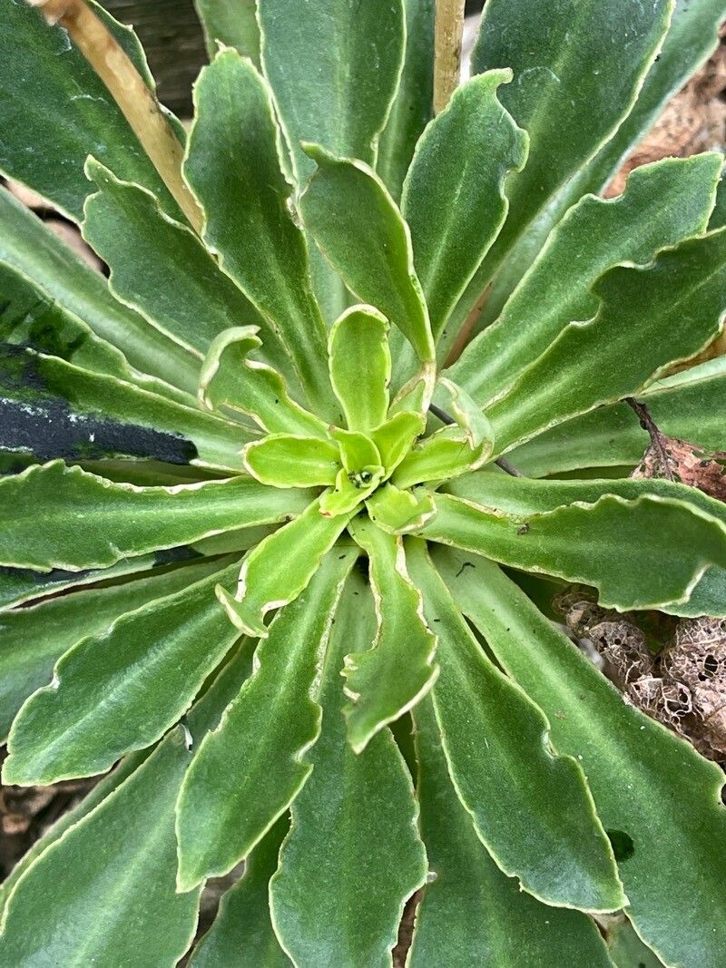 Saxifraga hostii leaf