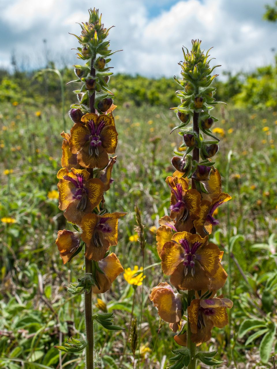 Verbascum bugulifolium flower