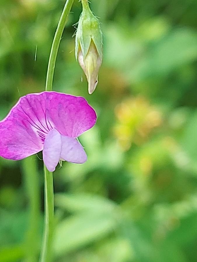 Lathyrus hirsutus flower