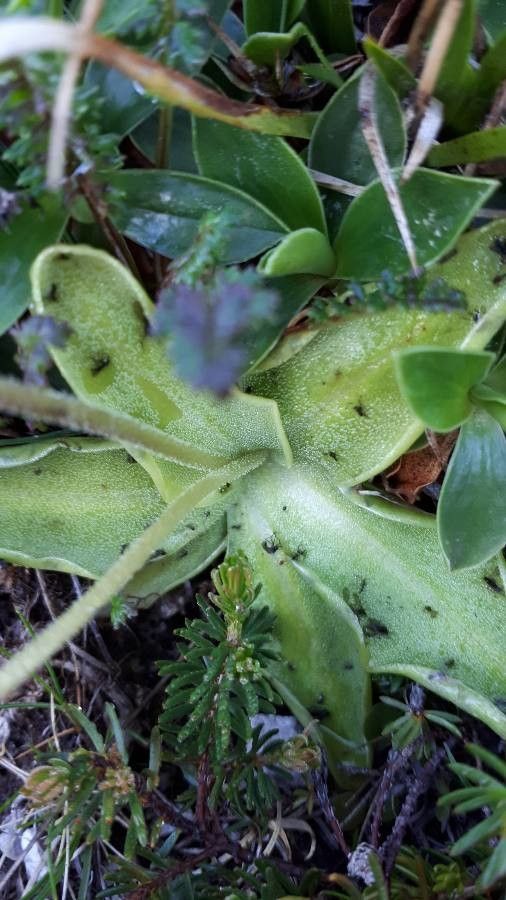 Pinguicula leptoceras leaf