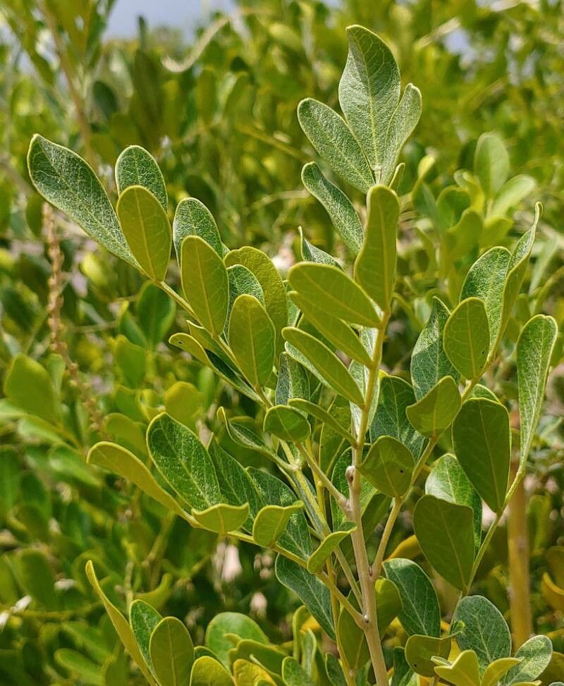 Sophora secundiflora — search result for 'Sophora'