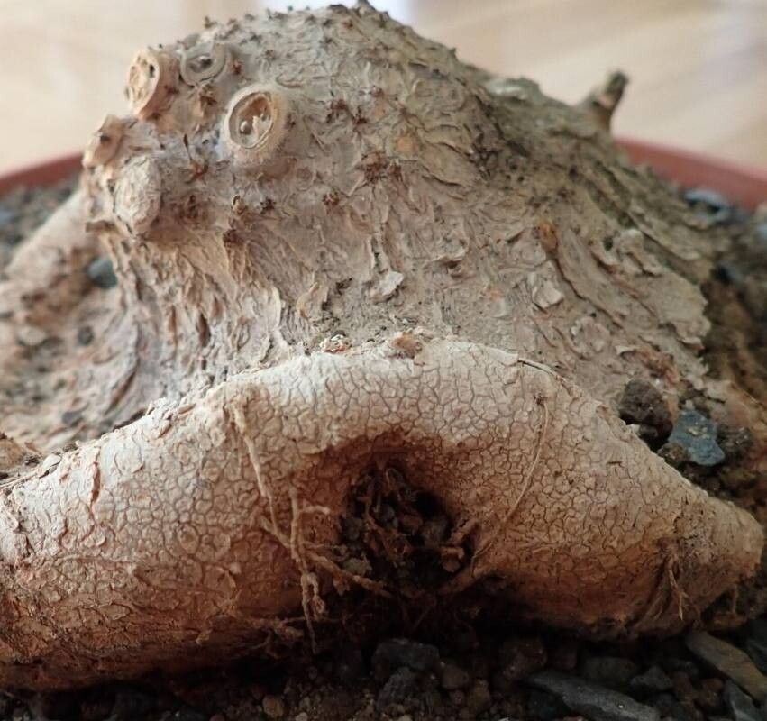 Sinningia macrostachya other