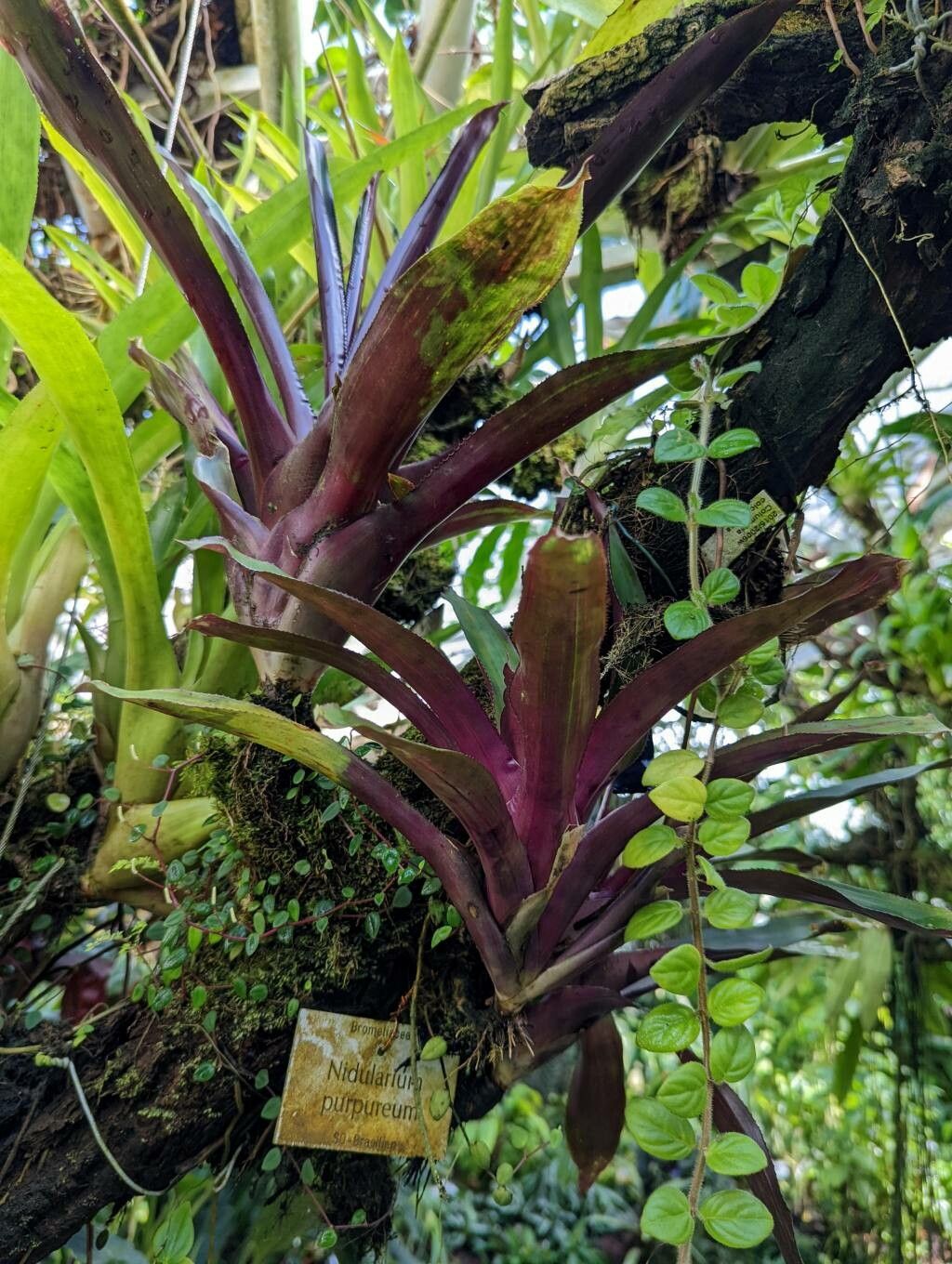 Nidularium purpureum habit