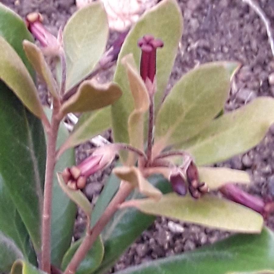Pittosporum poumense flower
