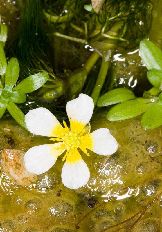 Ranunculus trichophyllus flower
