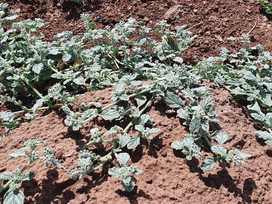 Coldenia procumbens habit