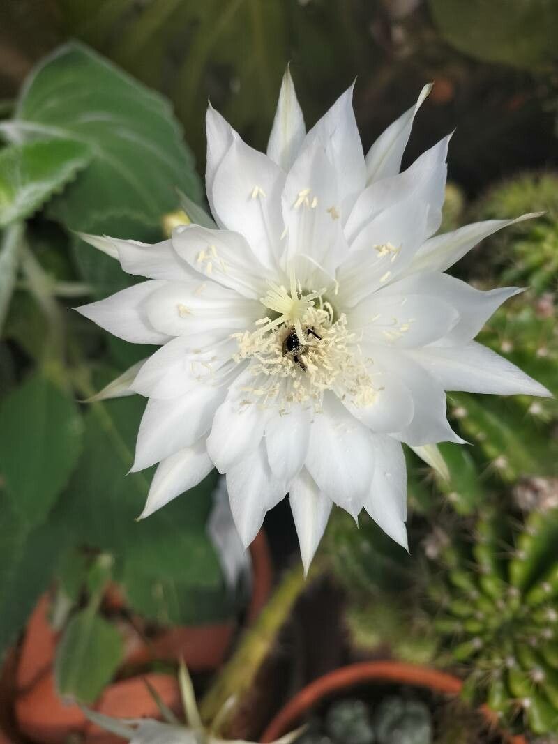 Echinopsis calochlora flower
