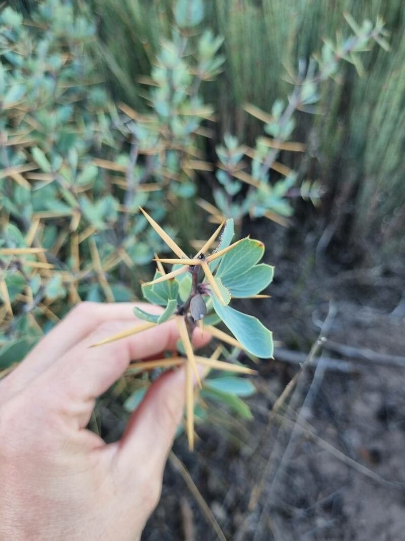 Berberis actinacantha other