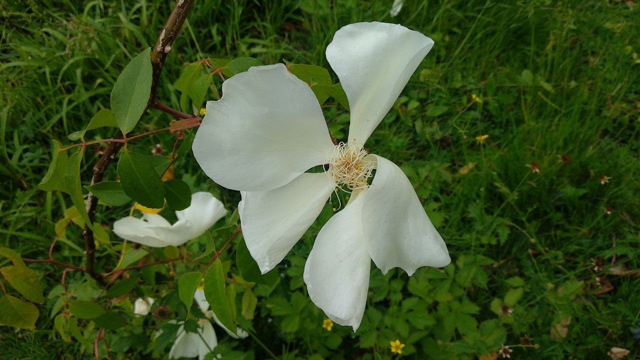 Rosa gigantea flower