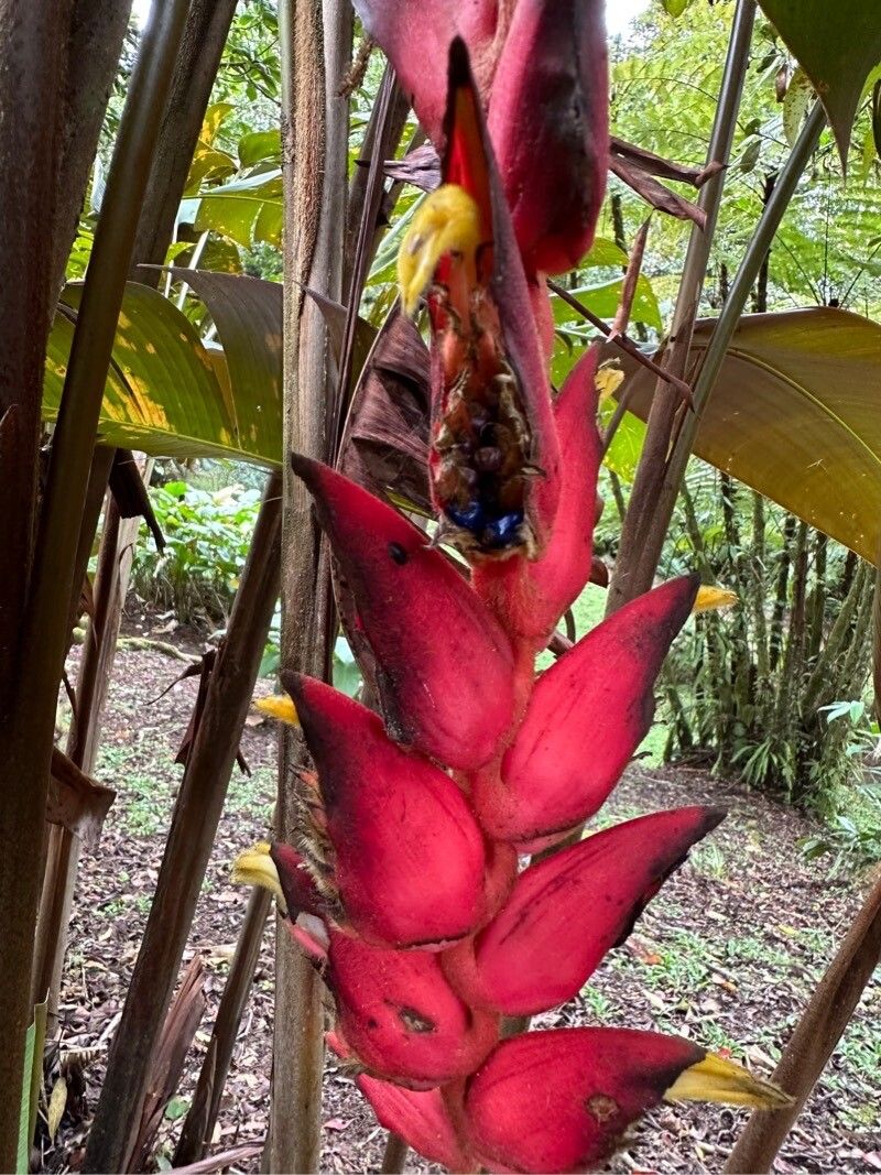 Heliconia ramonensis flower
