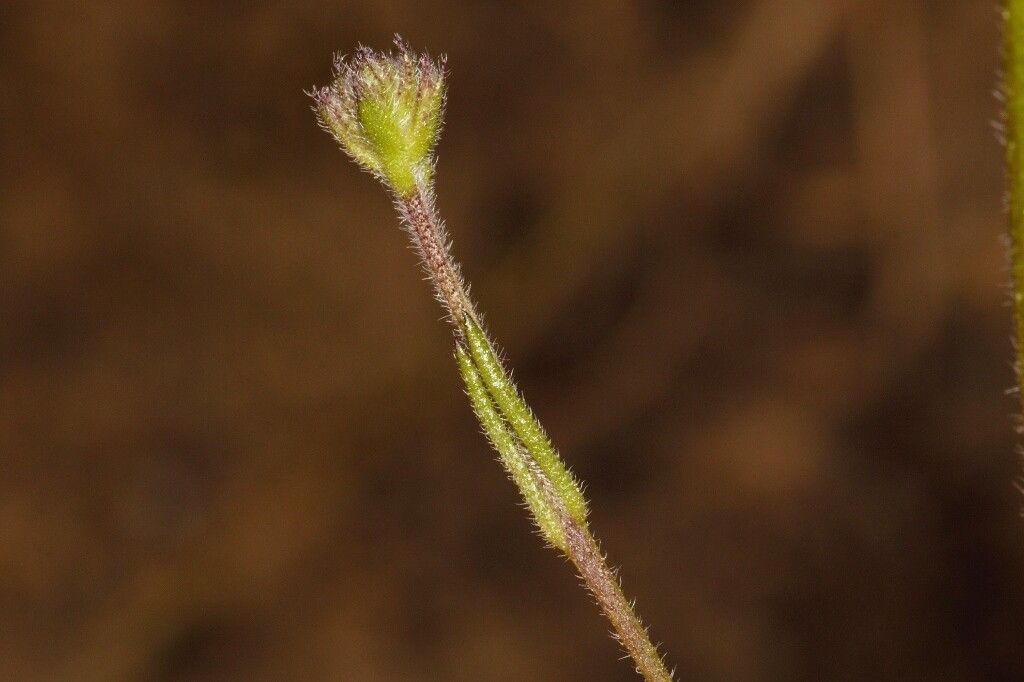 Buchnera randii — houseplant care guide