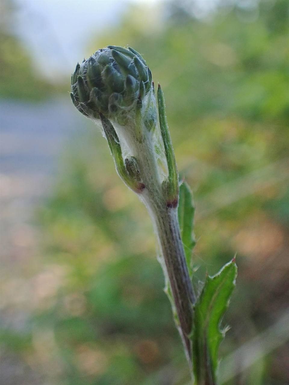 Cirsium tuberosum fruit