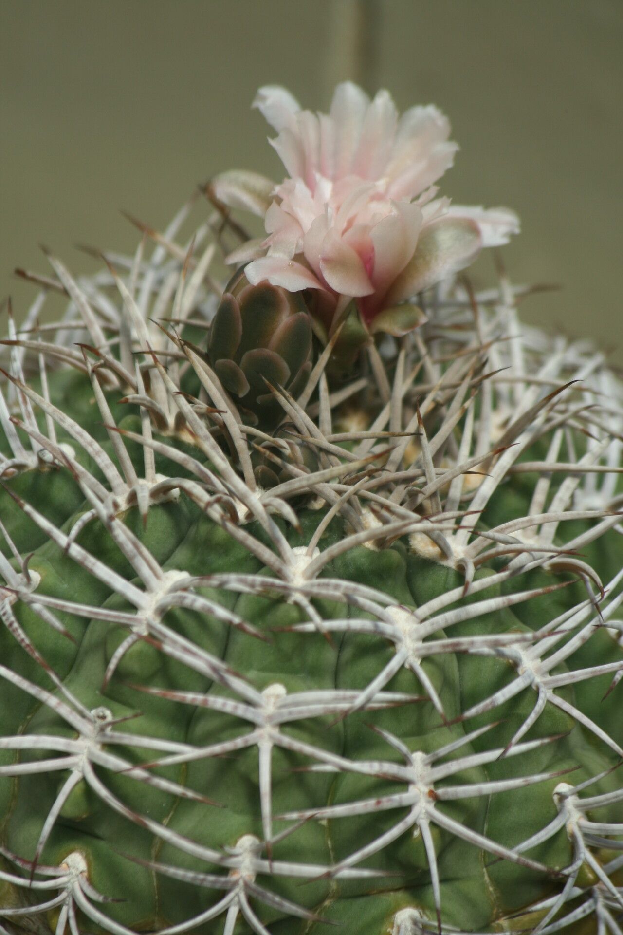 Gymnocalycium pugionacanthum flower