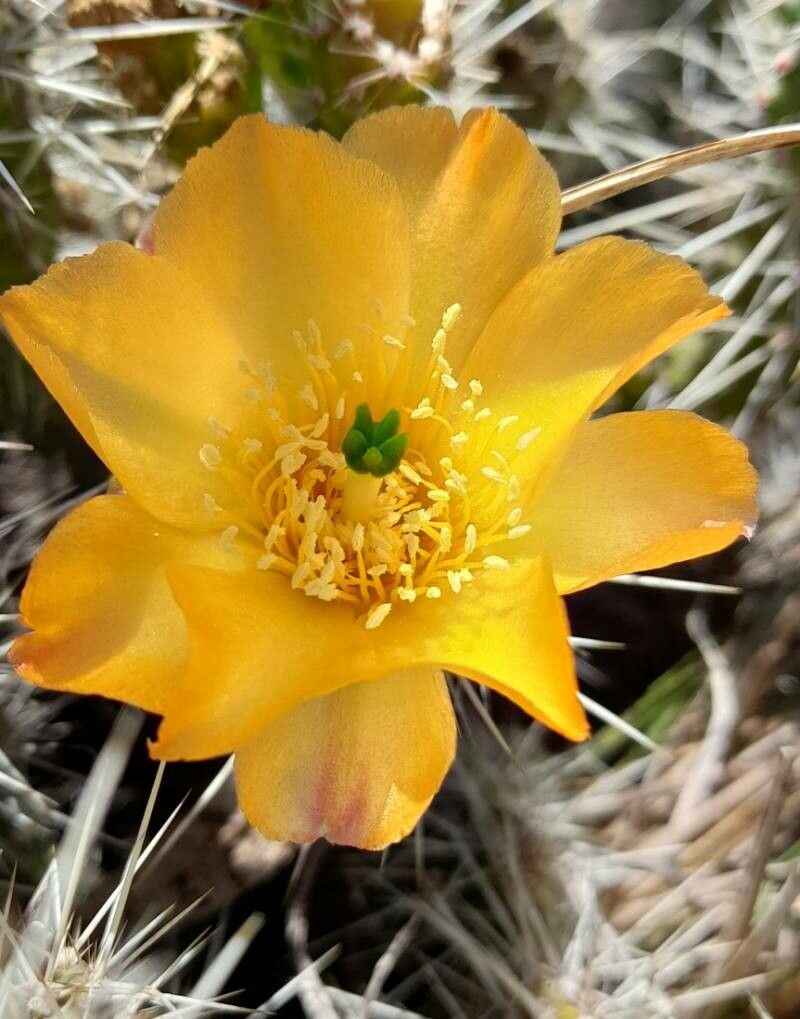 Opuntia microdisca flower