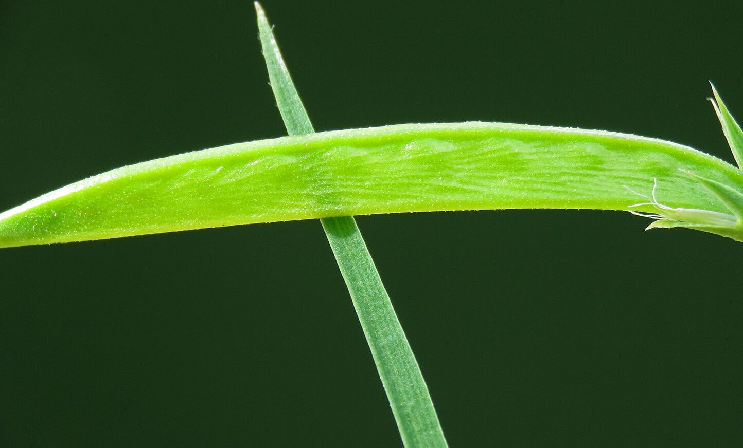 Lathyrus sphaericus fruit