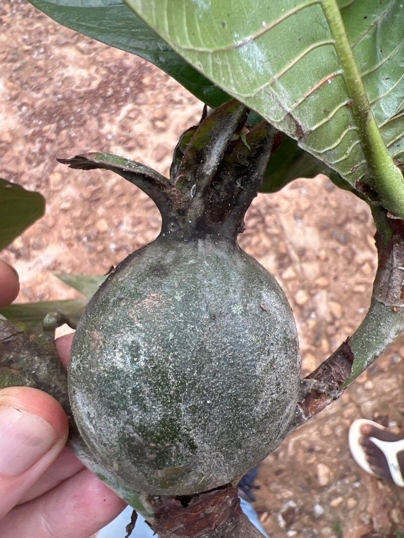 Gardenia imperialis fruit