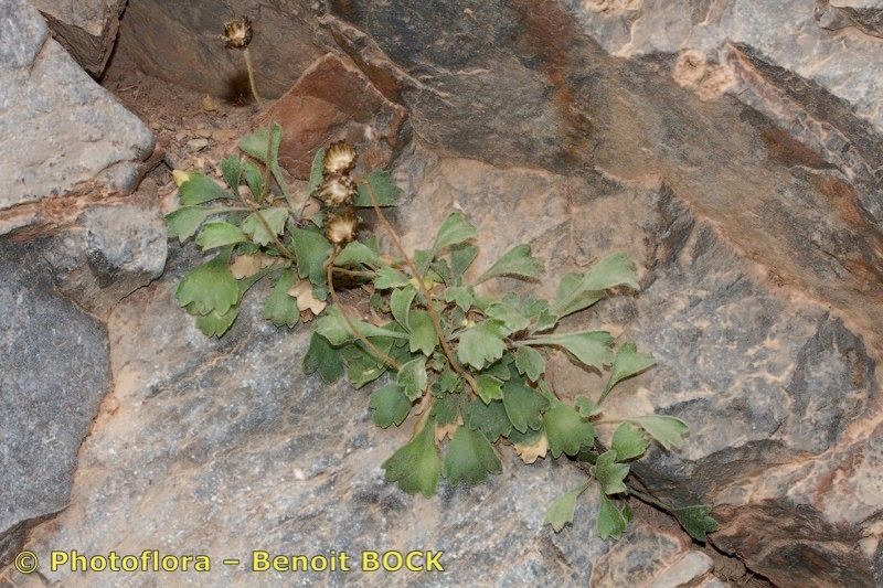 Rhodanthemum quezelii — related species from the same genus
