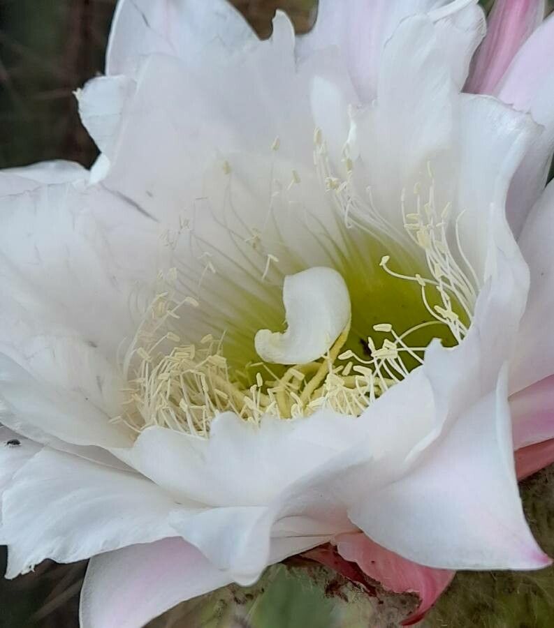 Leucostele terscheckii flower