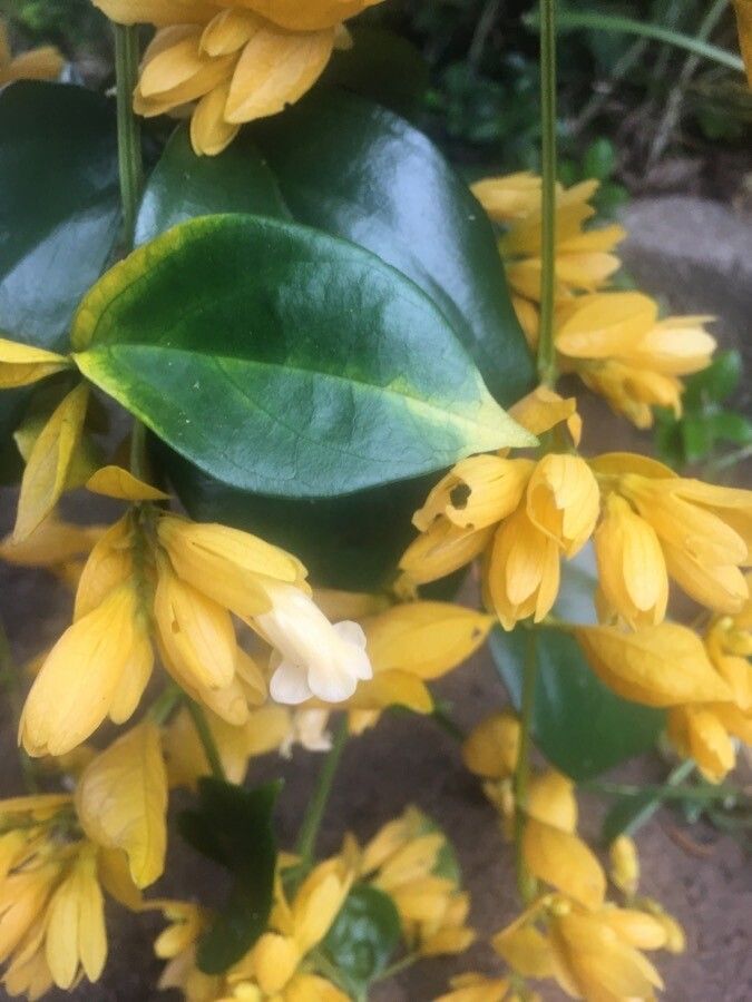 Petraeovitex bambusetorum flower