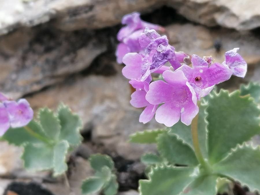 Primula marginata flower