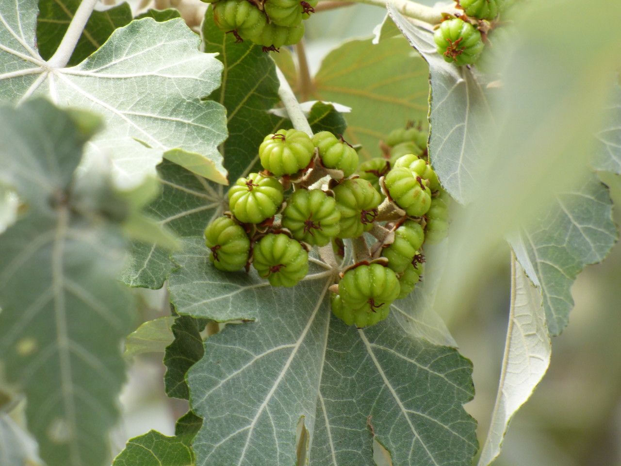 Ruizia cordata fruit