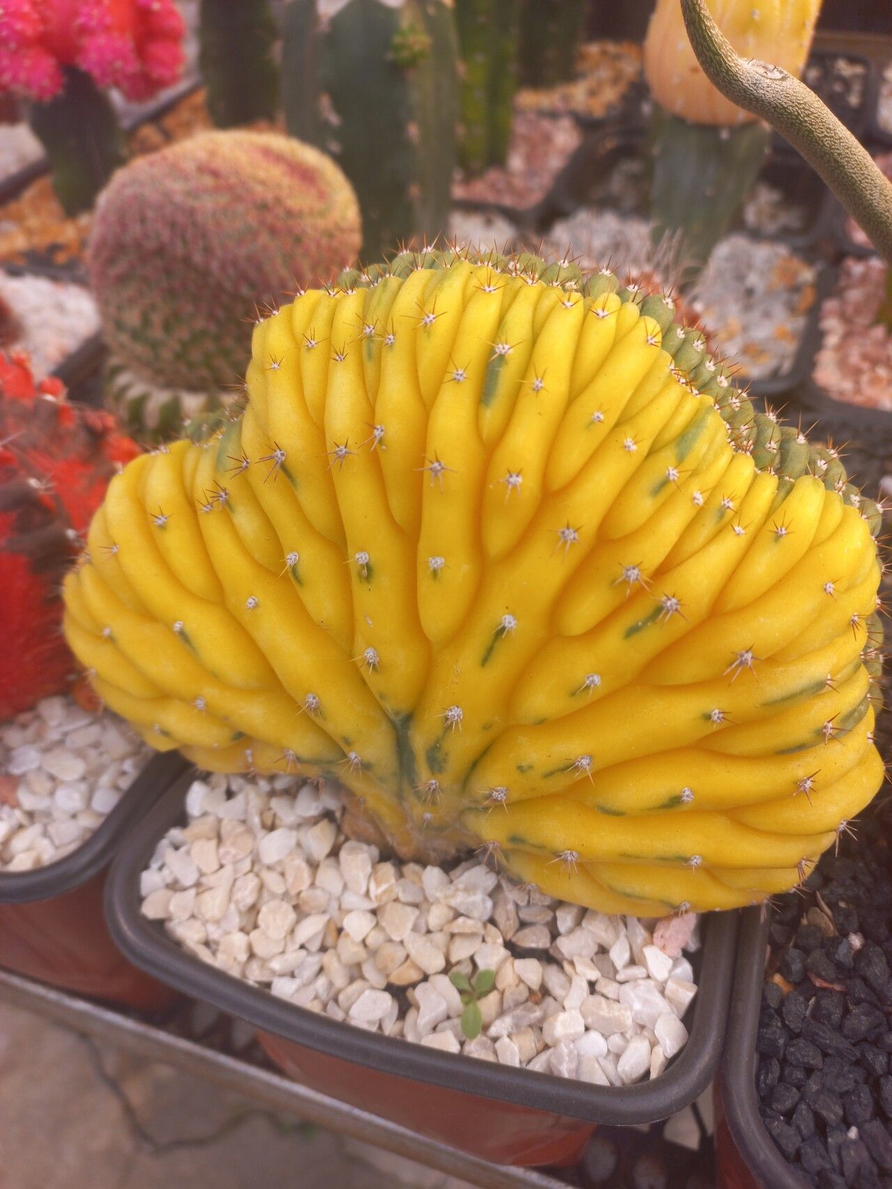 Trichocereus macrogonus leaf