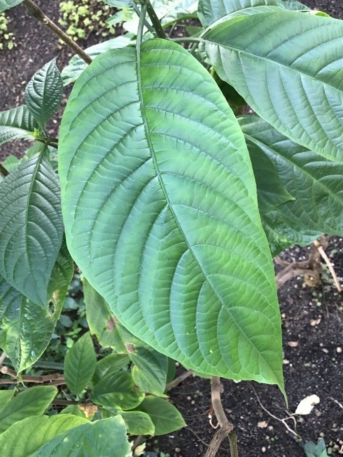 Pachystachys coccinea — related species from the same genus
