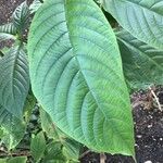 Pachystachys coccinea