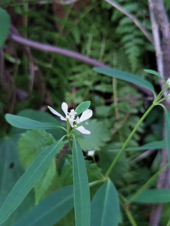 Euphorbia ariensis — houseplant care guide
