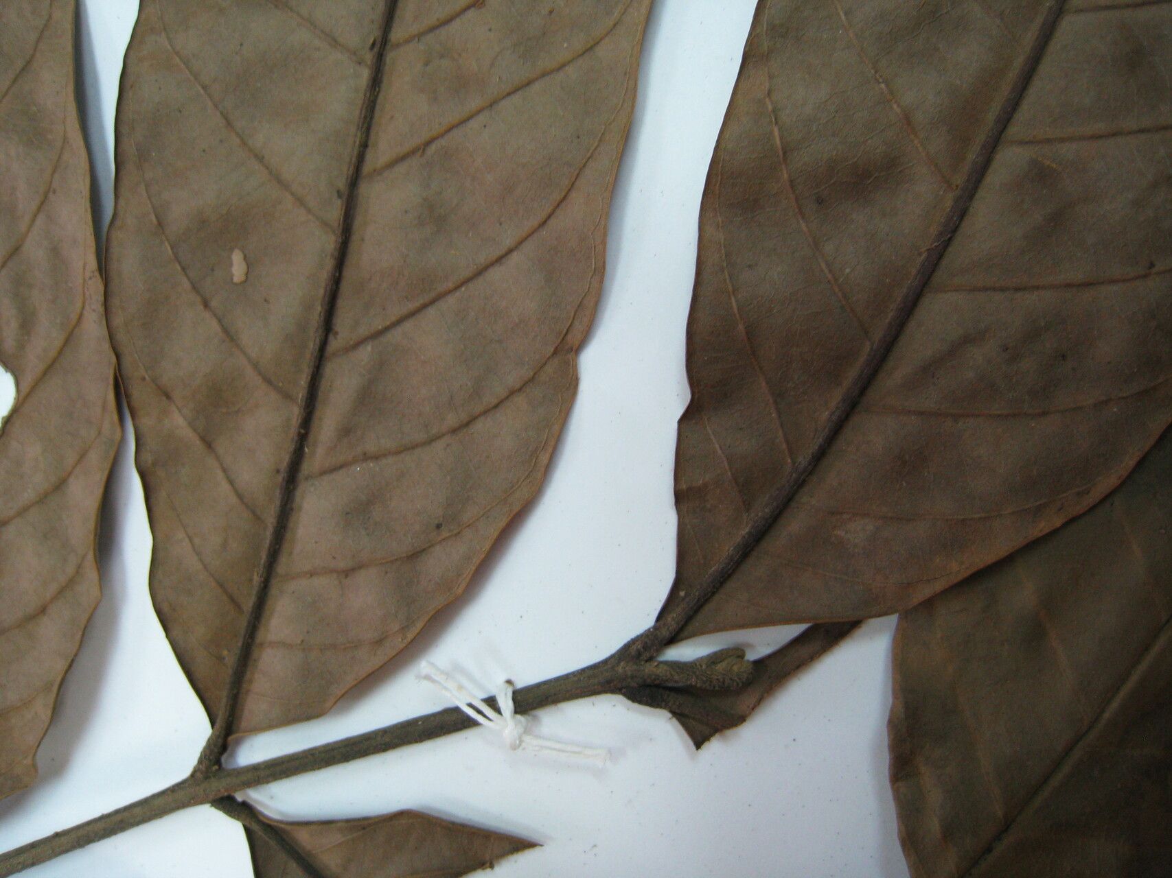 Guarea scabra — houseplant care guide