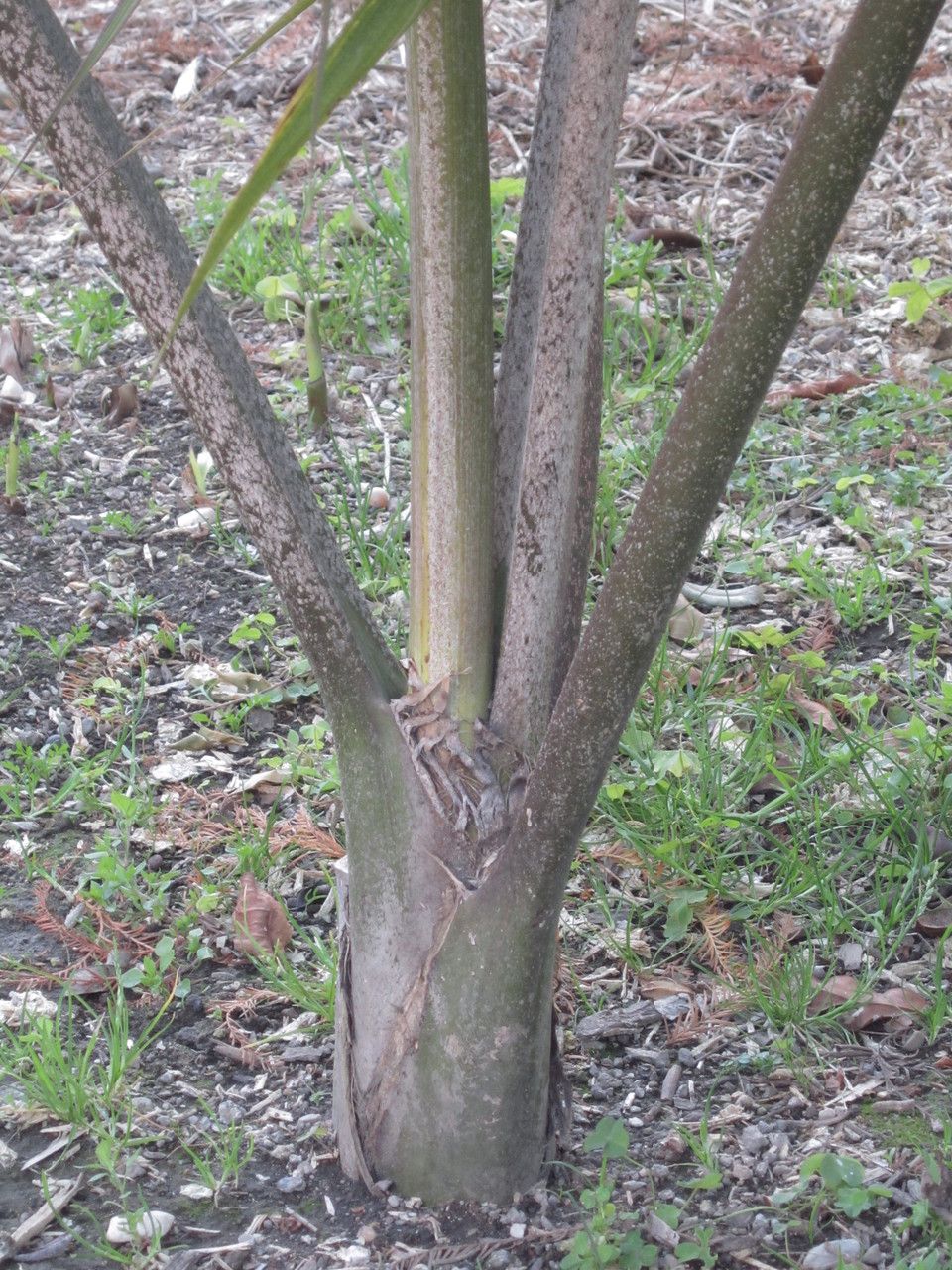Kentiopsis oliviformis bark