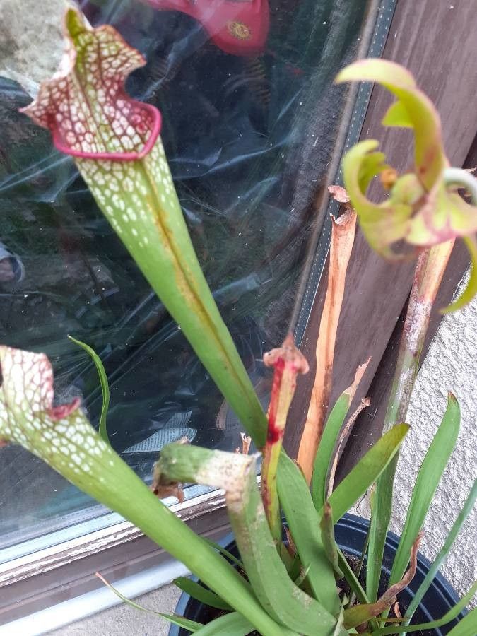 Sarracenia leucophylla flower