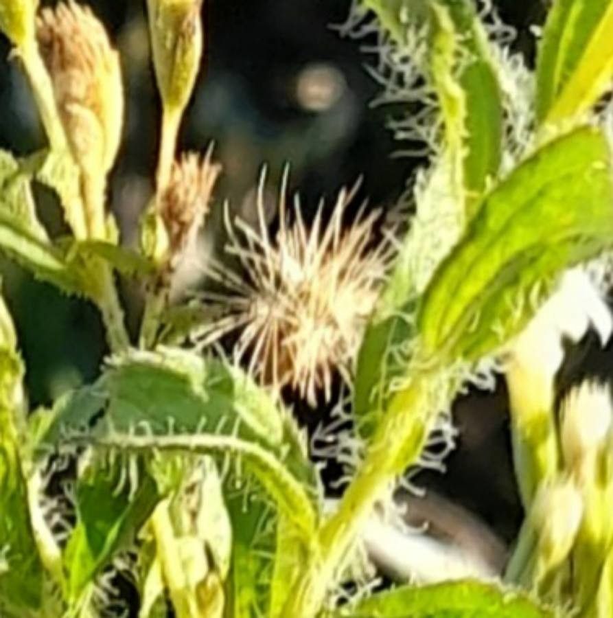 Stevia entreriensis fruit