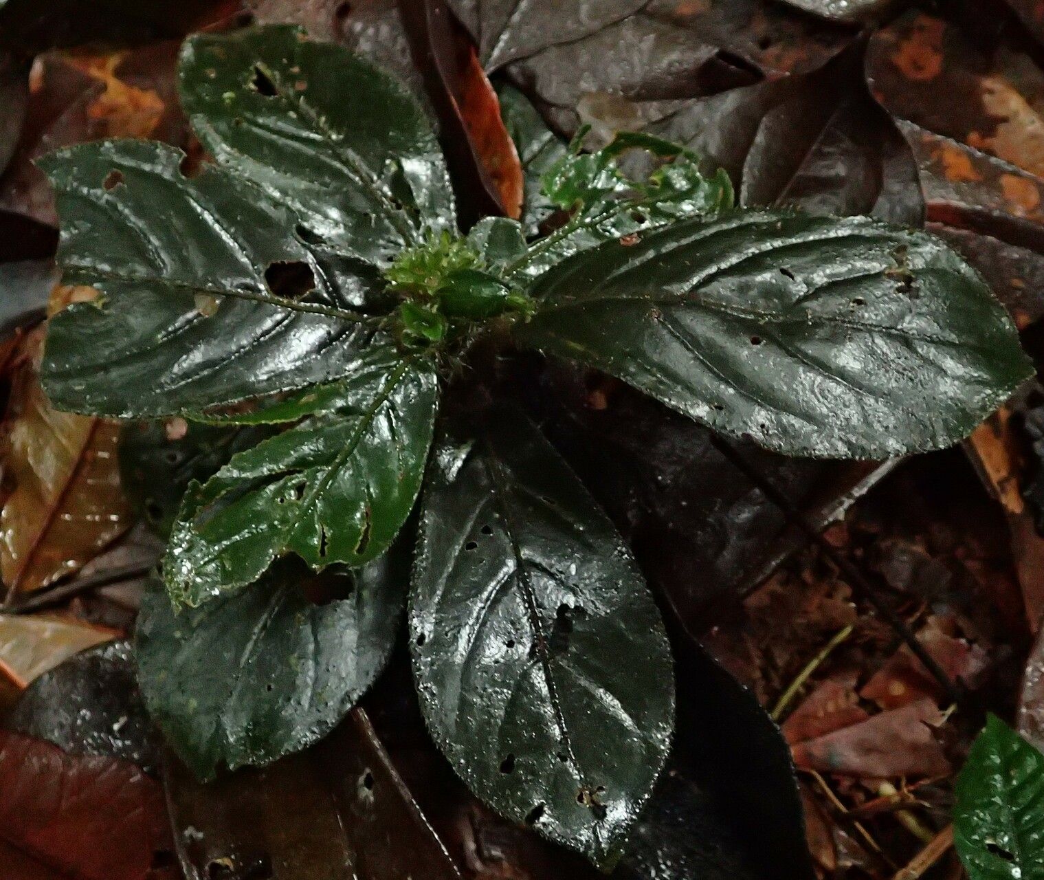 Psychotria rhynchodiscus habit