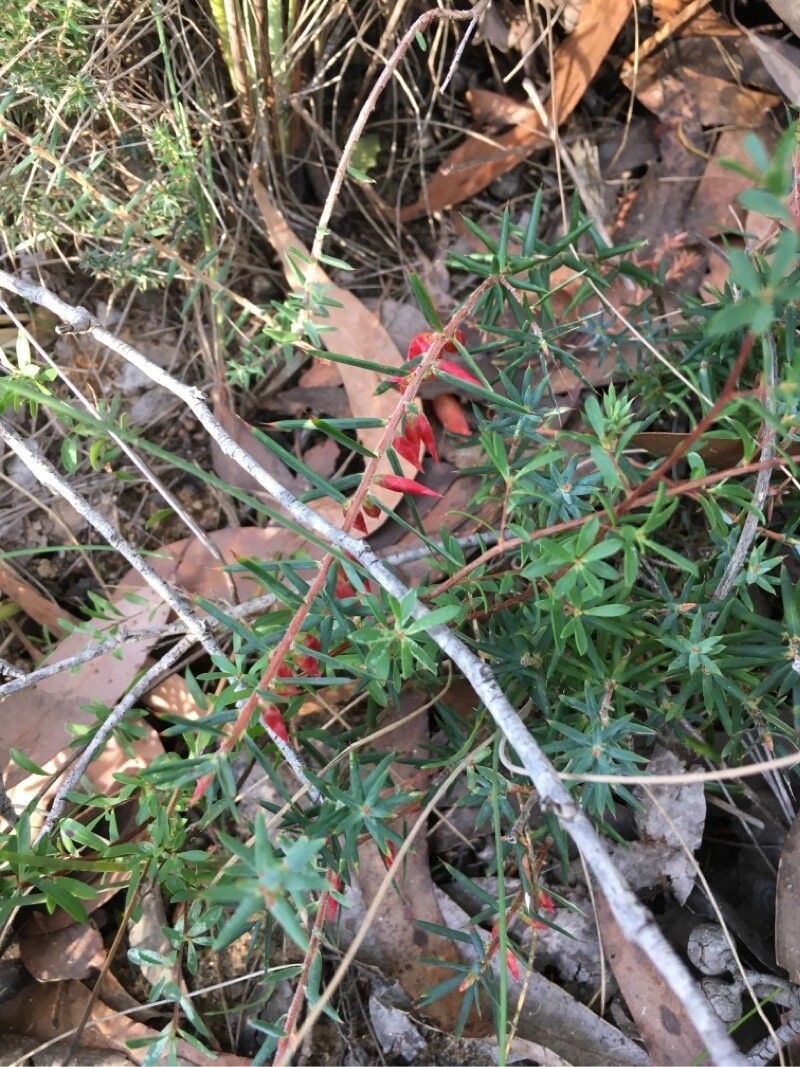 Astroloma humifusum flower