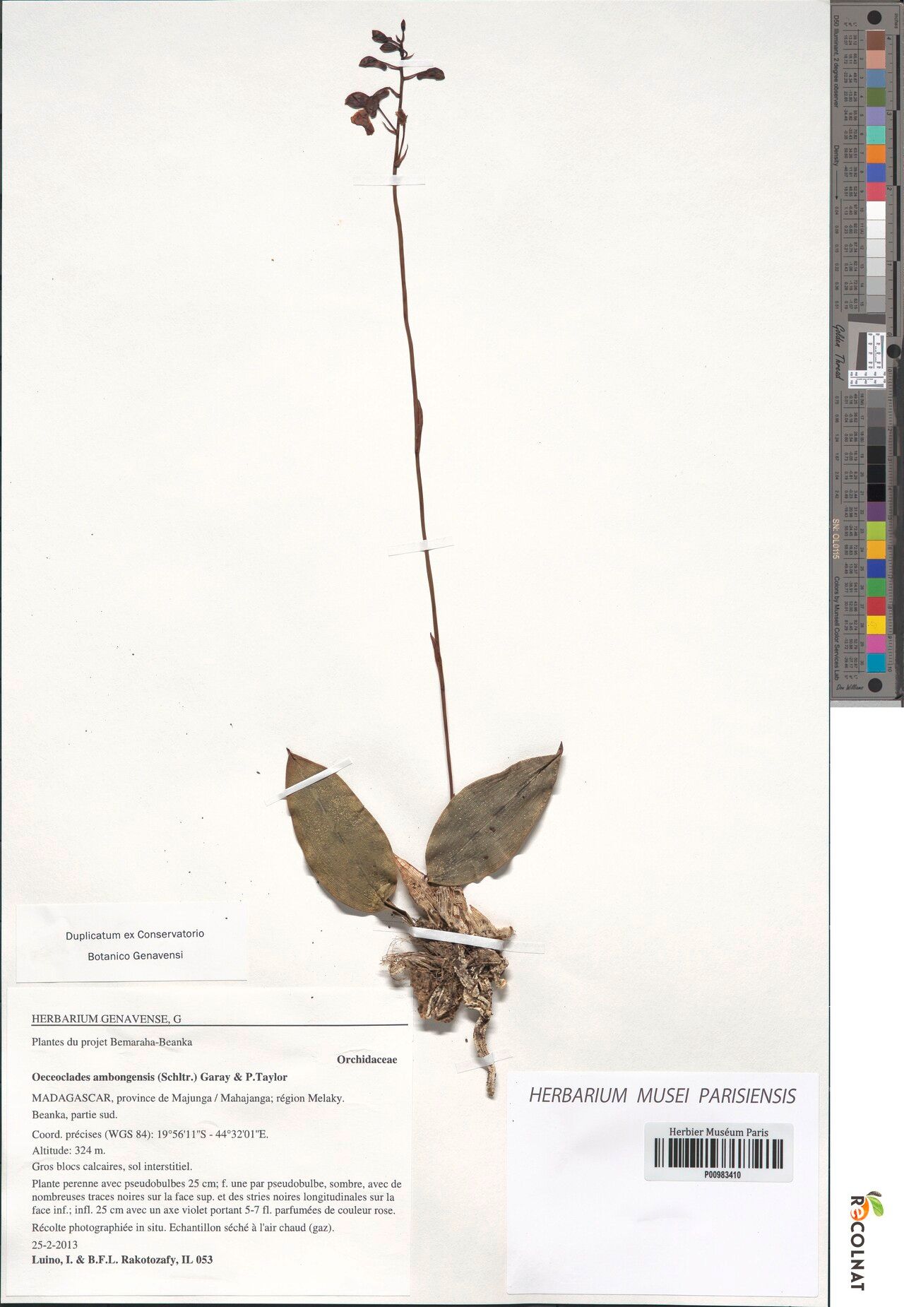 Eulophia schlechteri — houseplant care guide