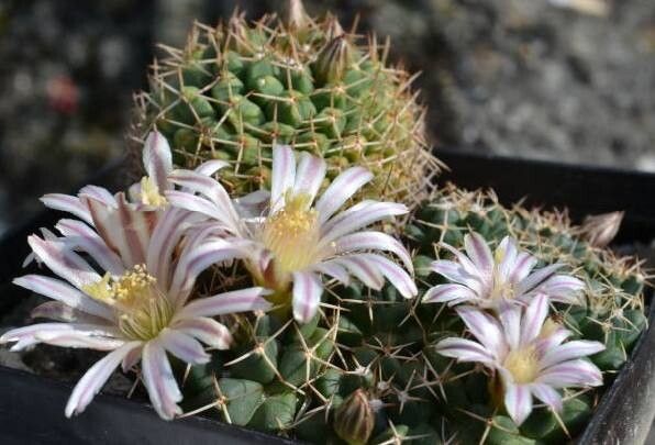 Mammillaria boelderliana habit