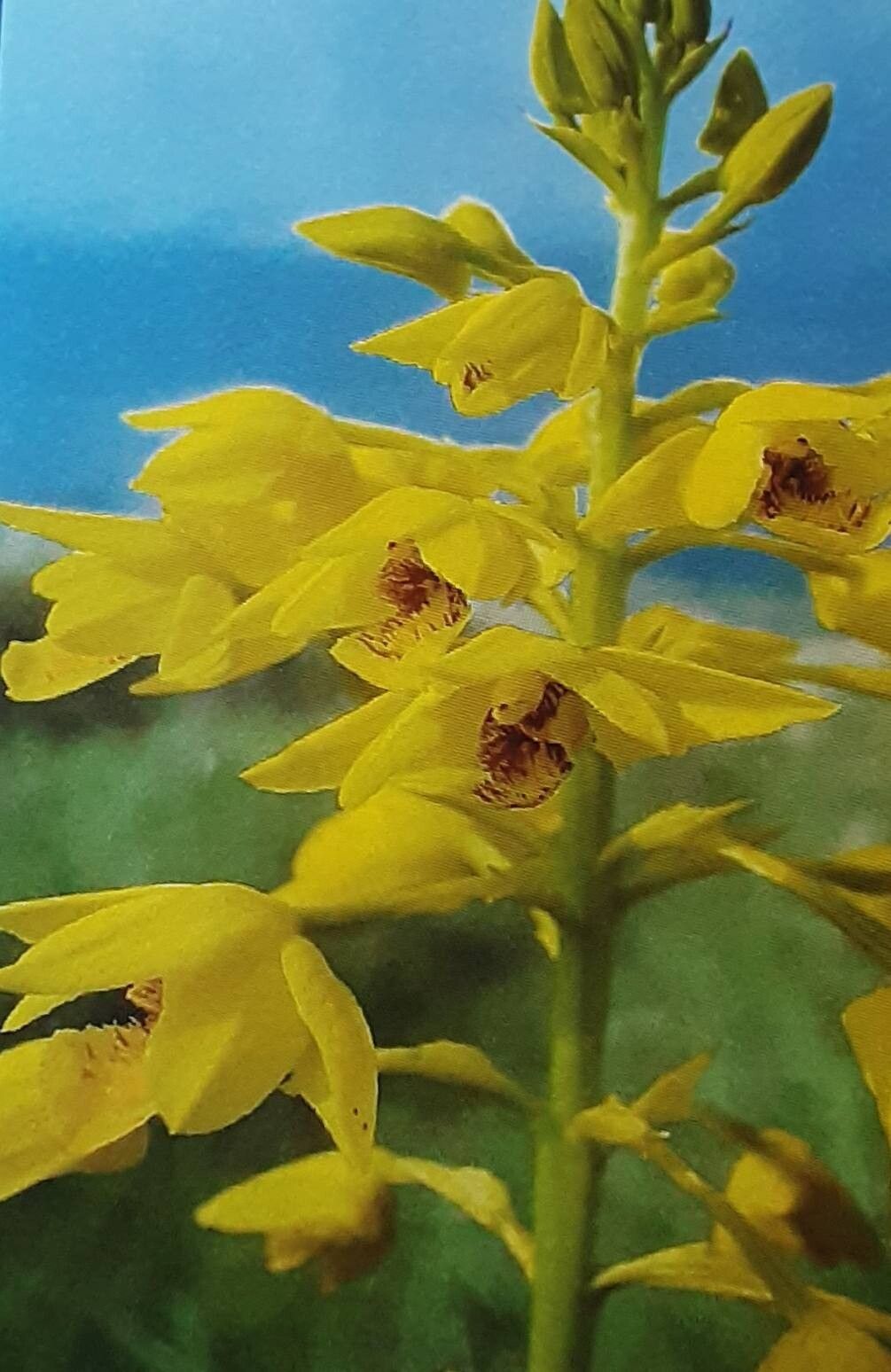 Eulophia odontoglossa — houseplant care guide