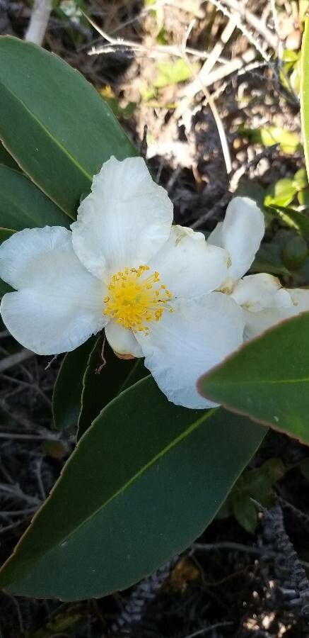 Gordonia axillaris flower