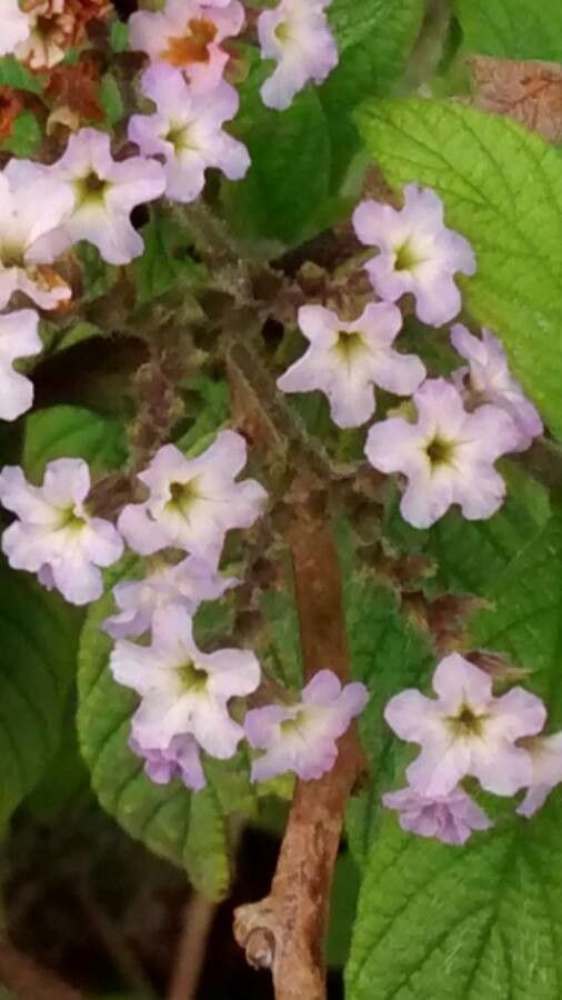 Heliotropium amplexicaule flower