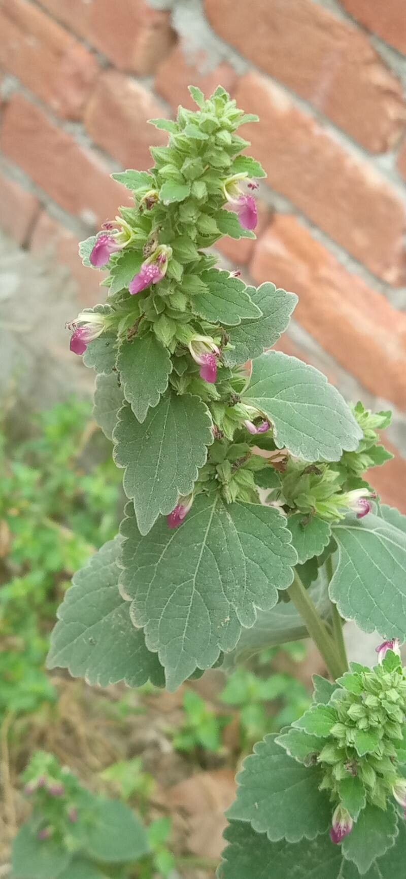 Anisomeles indica flower