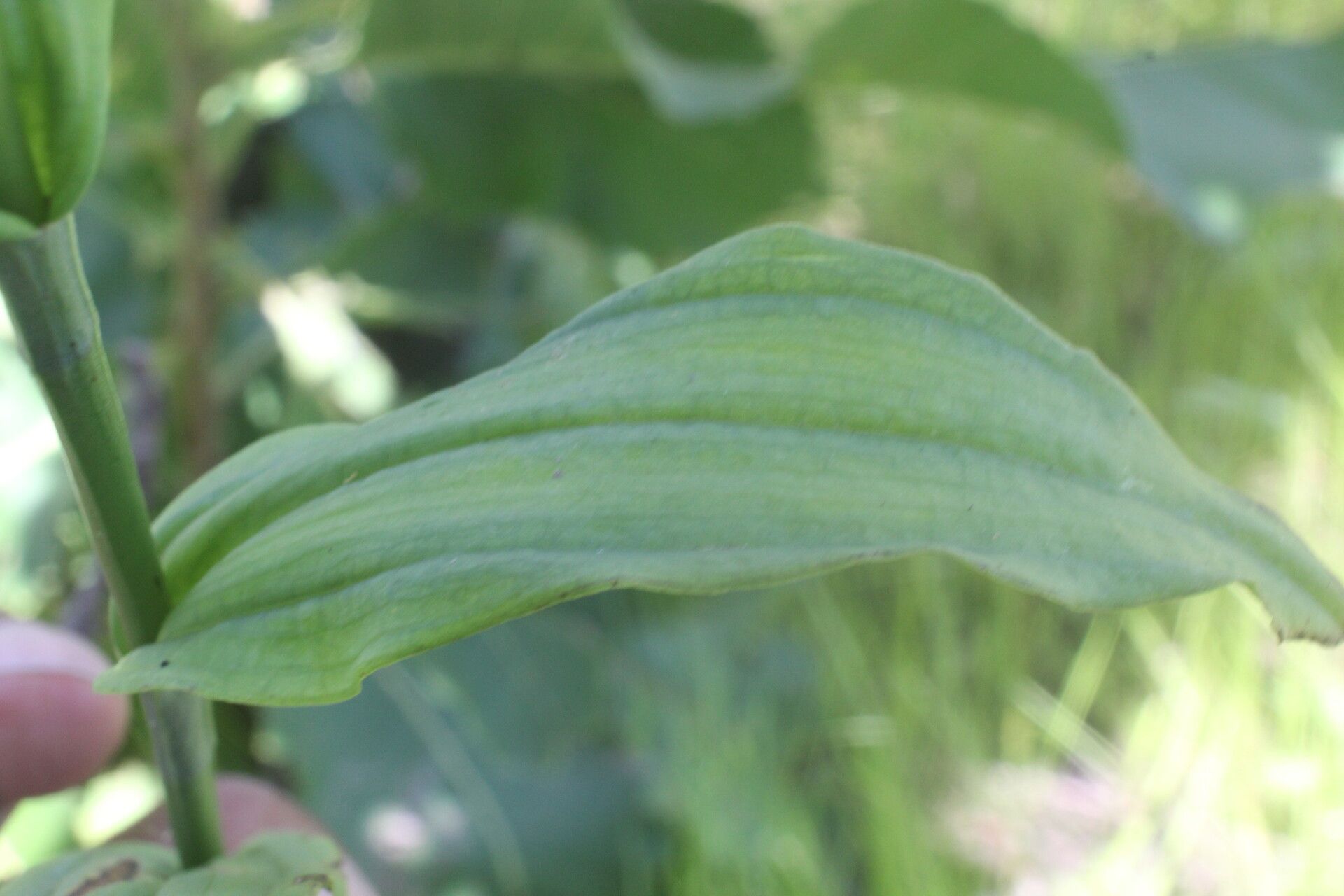 Habenaria strictissima fruit