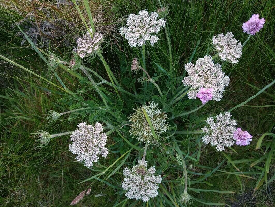 Daucus rouyi flower