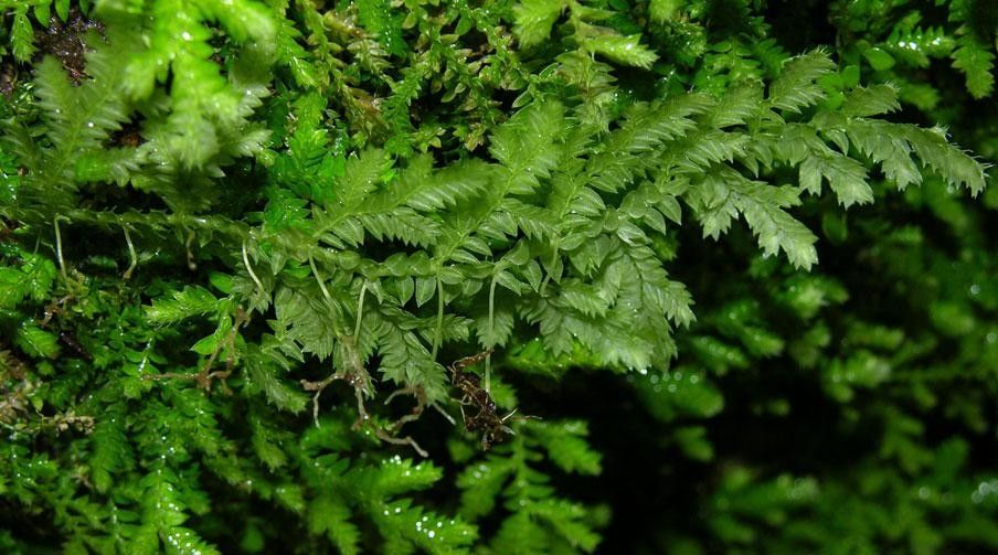 Selaginella flagellata — houseplant care guide