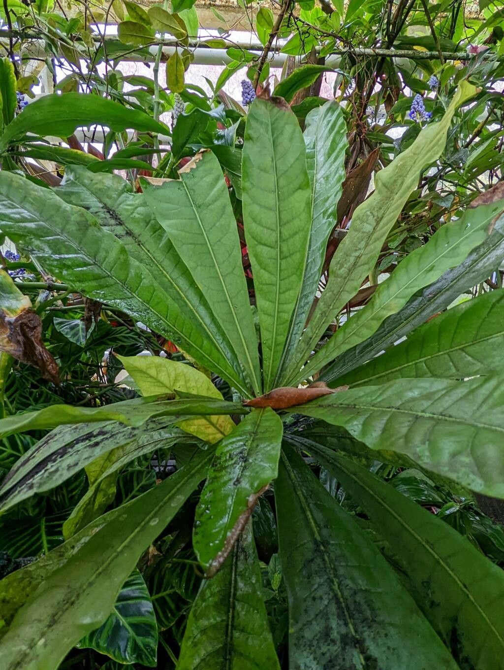 Amphitecna macrophylla leaf