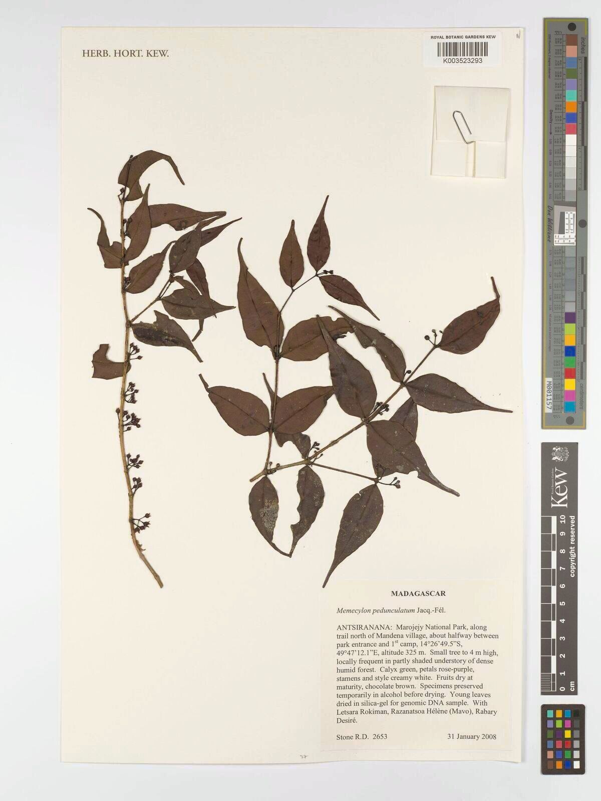 Memecylon pedunculatum — houseplant care guide